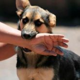 El Mejor Bufete Jurídico de Abogados en Español Especializados en Lesiones por Mordidas de Perro o Mascotas en Tustin California