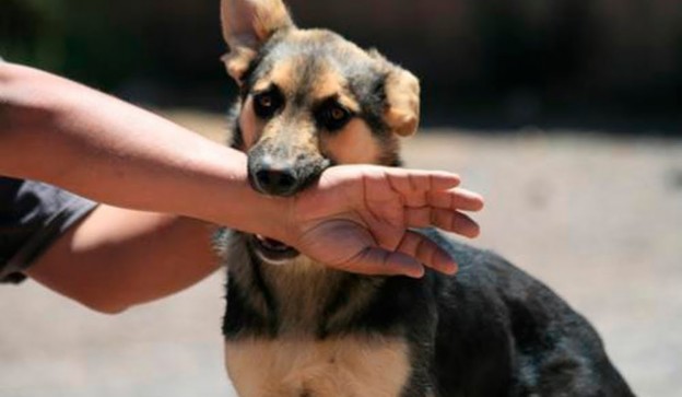 El Mejor Bufete Jurídico de Abogados en Español Especializados en Lesiones por Mordidas de Perro o Mascotas en Tustin California